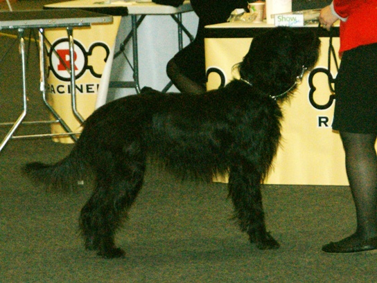 File:Poodlepointer.JPG