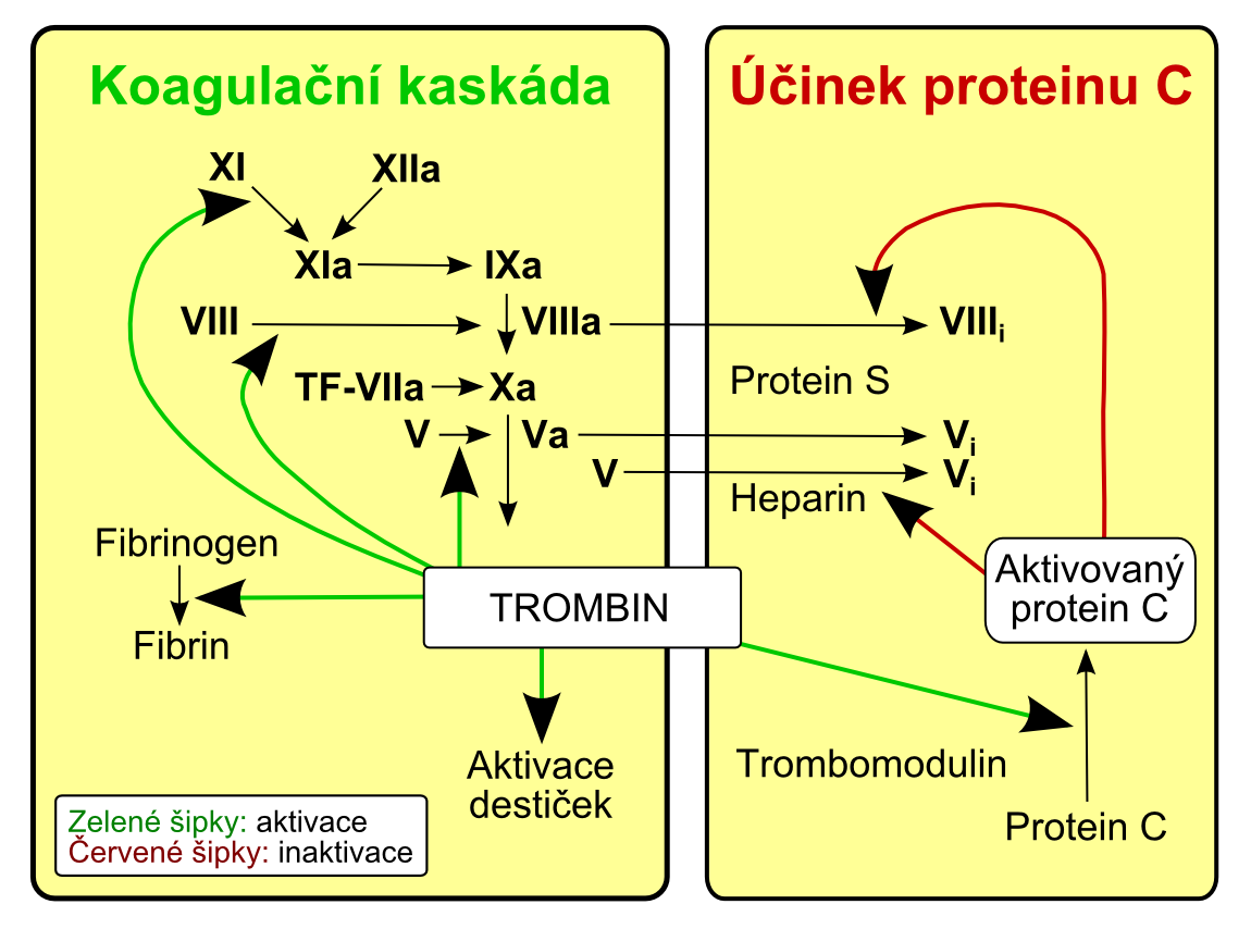 Koagulačná aktivita proteínu c