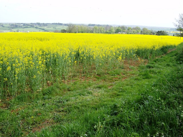 File:Rape field above Teeton - geograph.org.uk - 446844.jpg