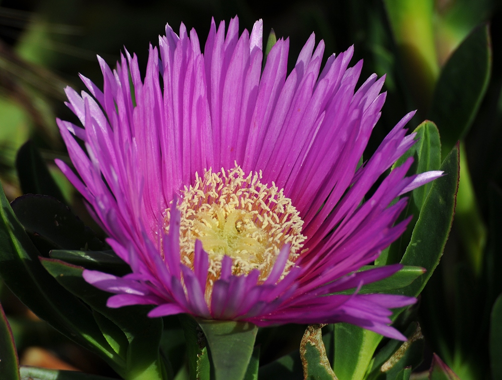 File Roadside Flower Ice Plant Flower Lamprathus Jpg Wikimedia Commons