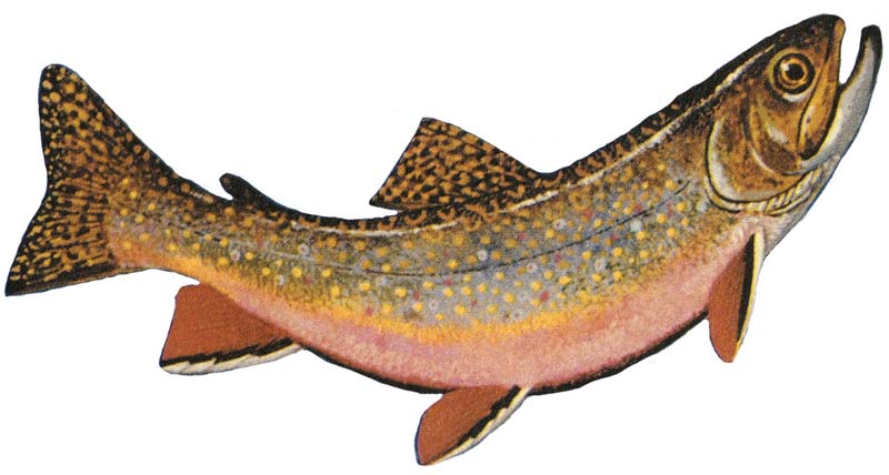 File:Salvelinus fontinalis GLERL.jpg