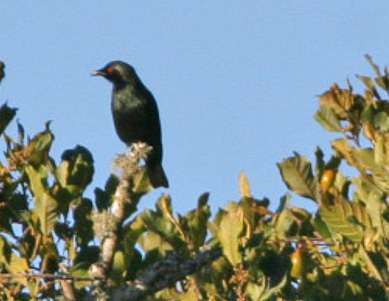 File:Short-tailed Starling (Aplonis minor) (8074126560) (cropped).jpg