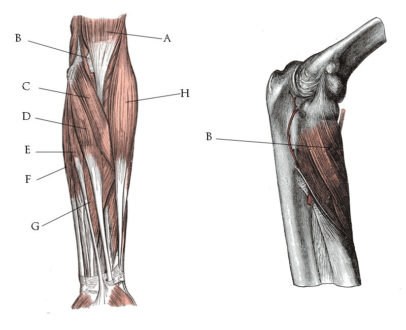 UCL anatomy/Superficial Muscles of the Anterior Compartment - Wikiversity