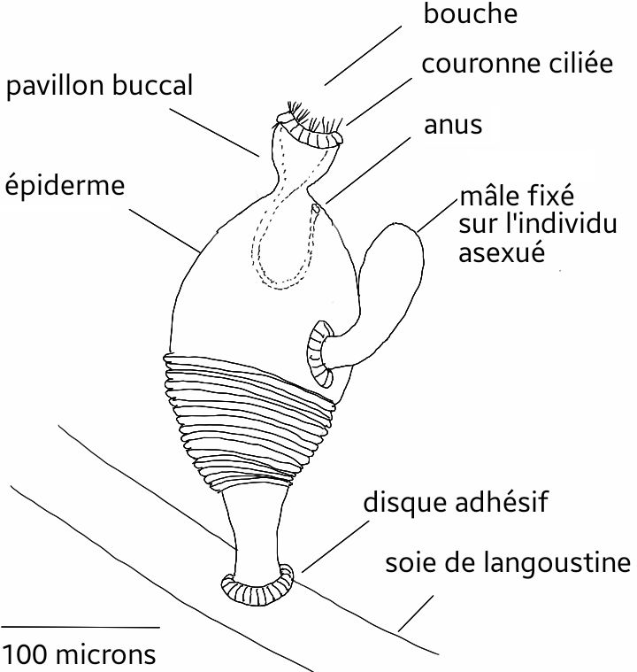 indtryk Interconnect enkelt gang File:Symbion pandora wiki.jpg - Wikimedia Commons