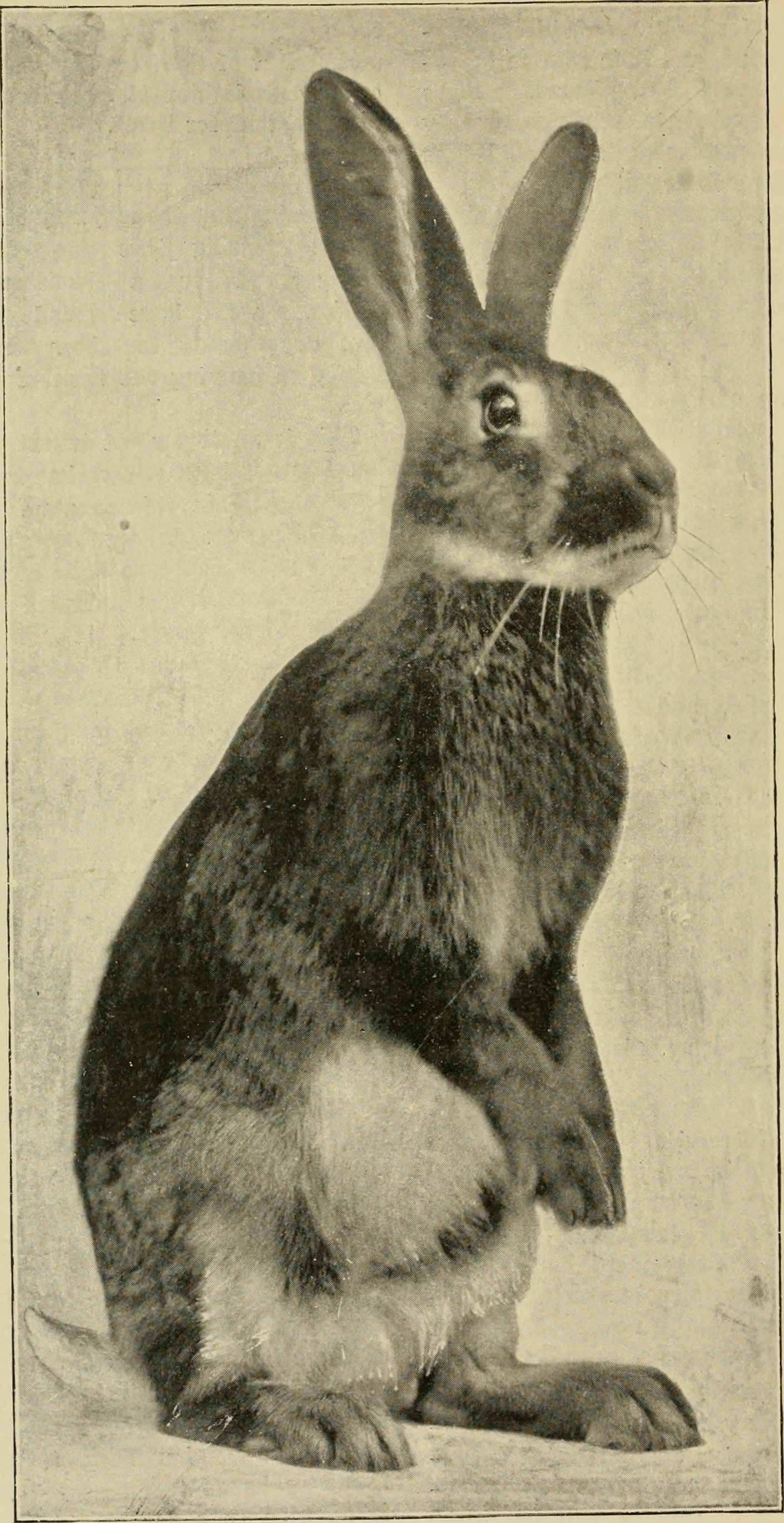 File:Rabbit pelt tanned.jpg - Wikipedia
