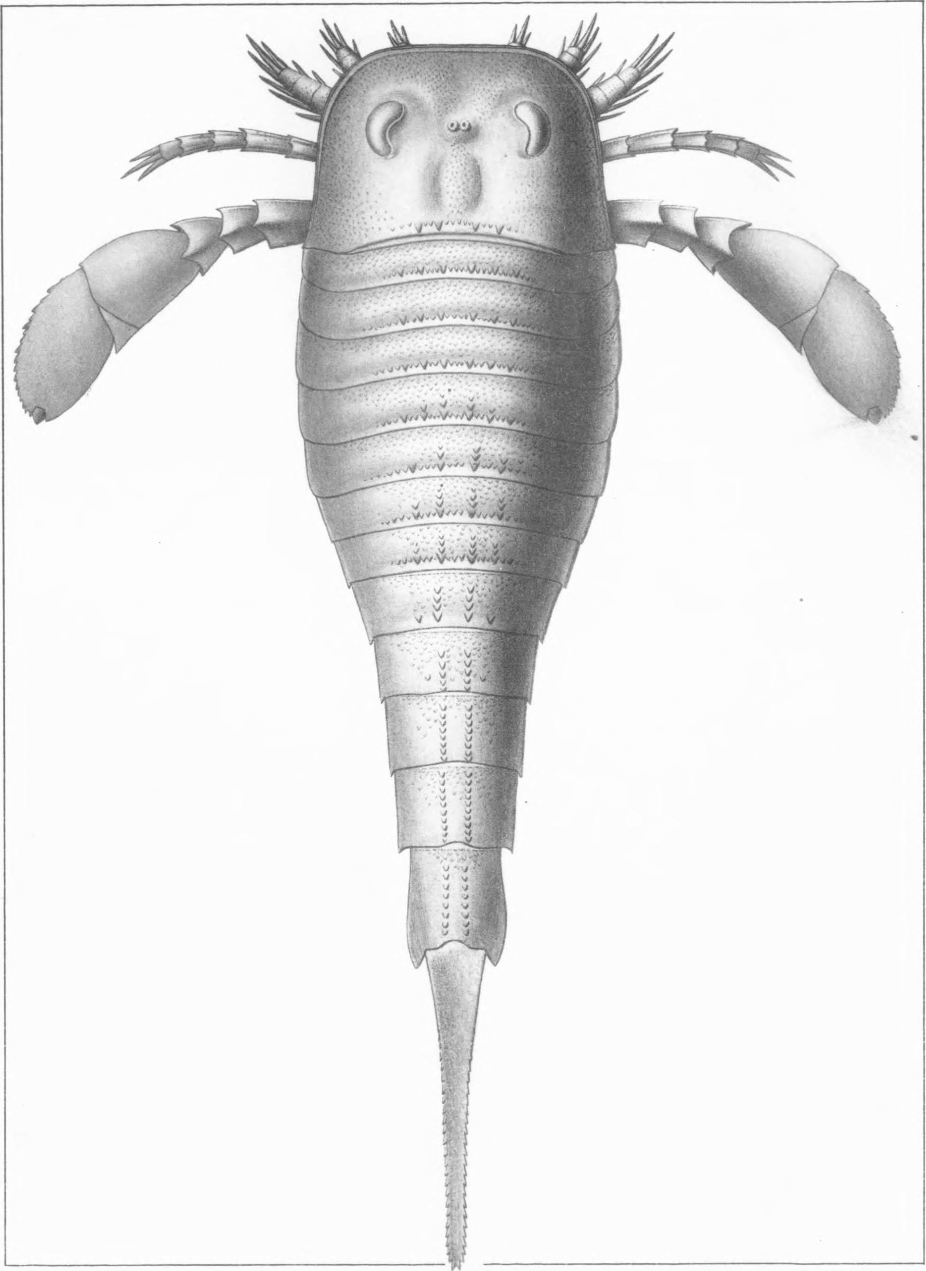 ユーリプテルス - Wikipedia