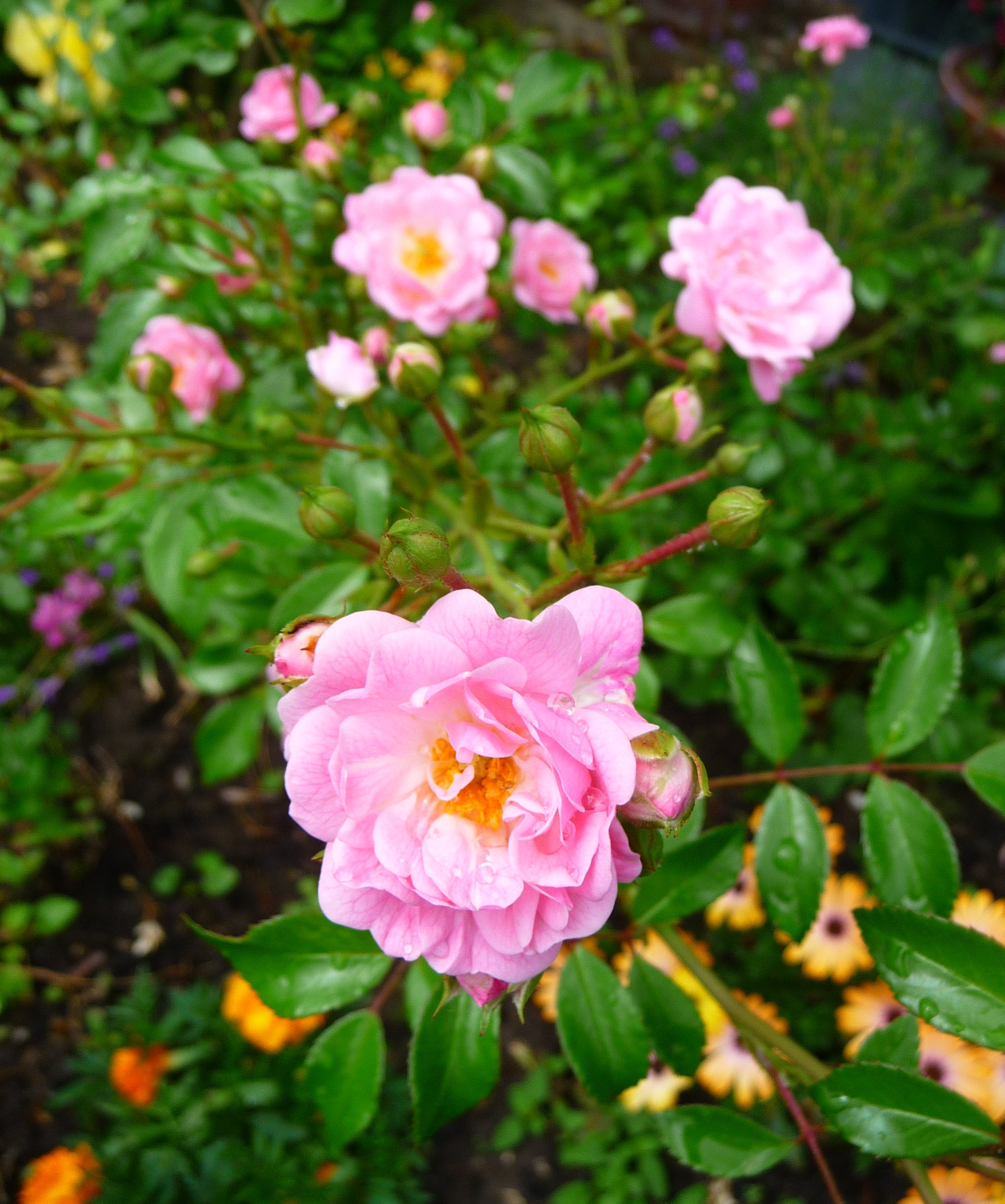 File:The Fairy Rosa.JPG - Wikimedia Commons