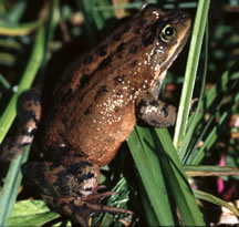 <span class="mw-page-title-main">Oregon spotted frog</span> Species of amphibian