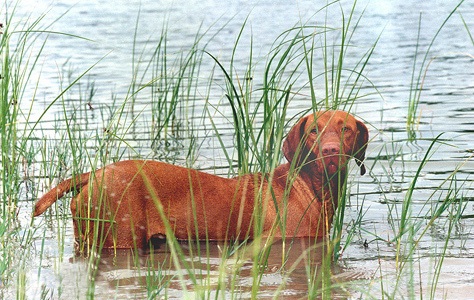 File:Vizsla0b.jpg