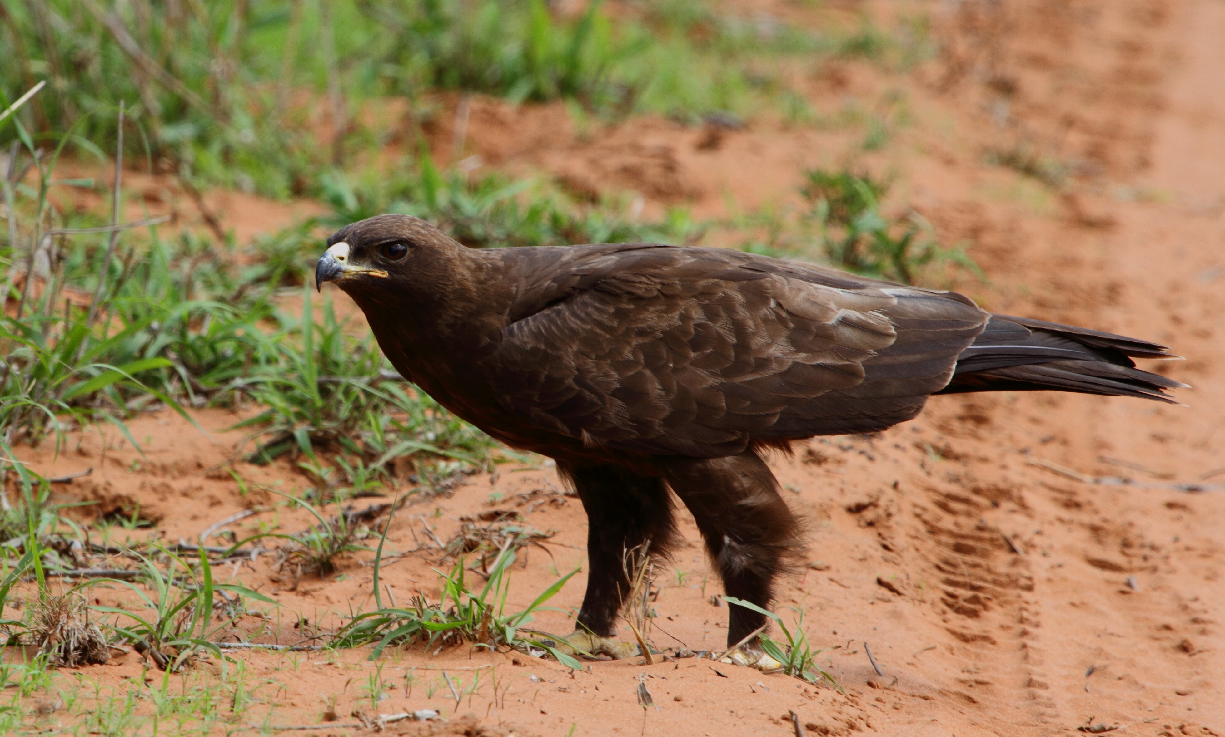 Wahlberg's eagle 2014 10 19 0816.jpg