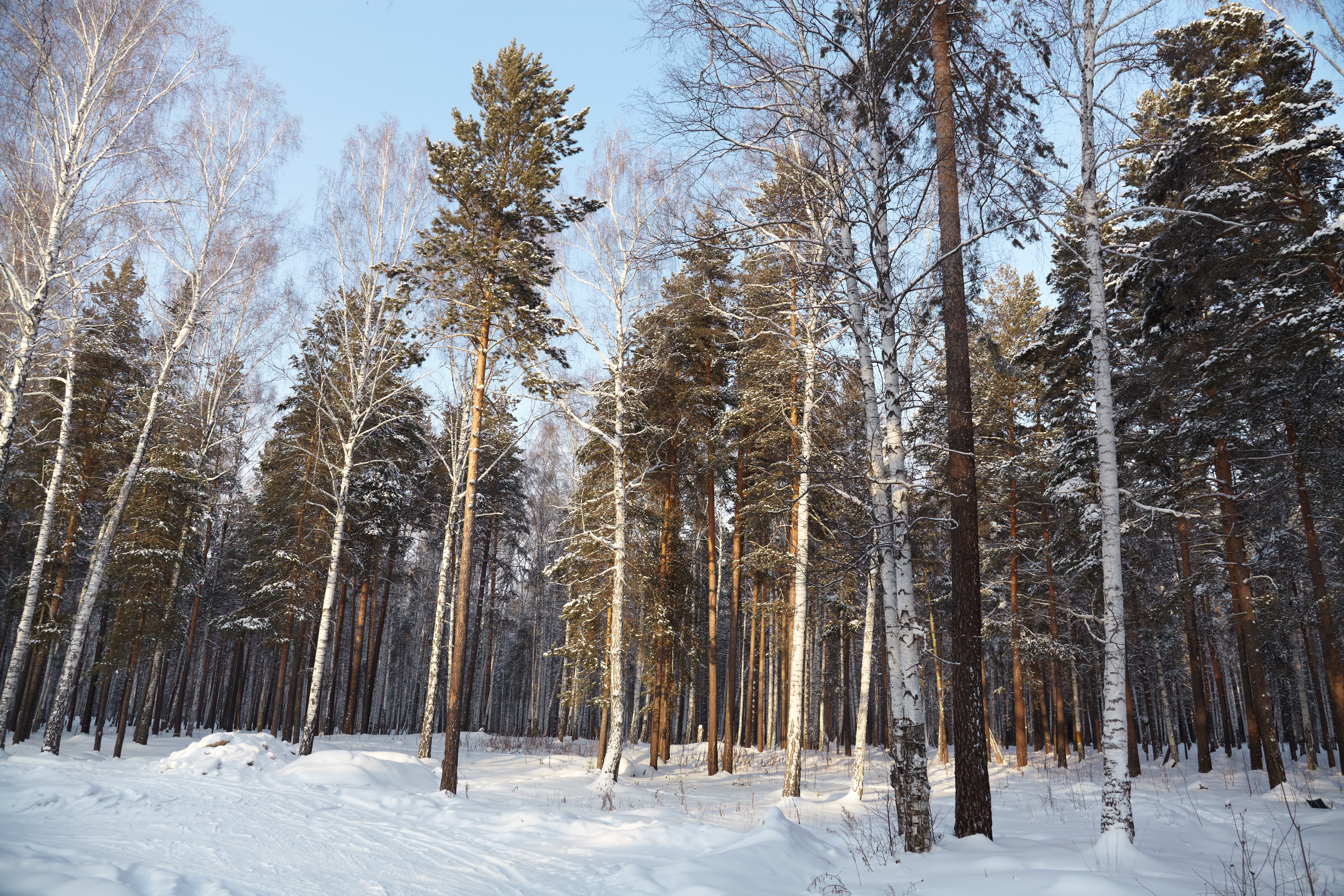 Какая погода в лесе