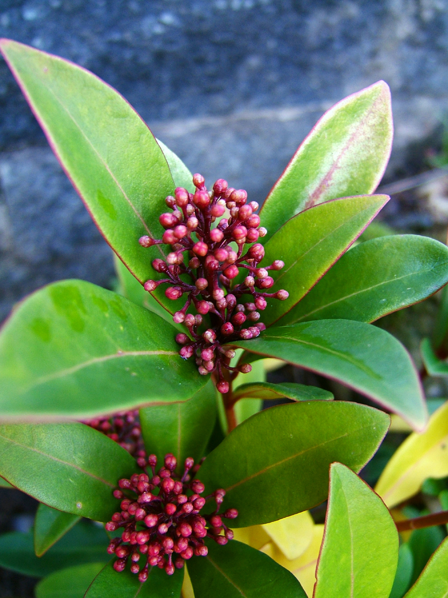 Скимия. Скиммия Рубелла. Skimmia japonica. Растение Скиммия Рубелла. Скимия Грин.