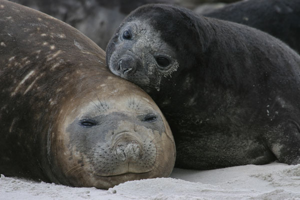 File:2498-sea-lion-elephant-seals RJ.jpg