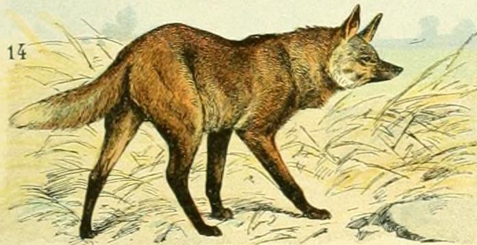 File:Adolphe Millot mammiferes A (14-Mane wolf).jpg