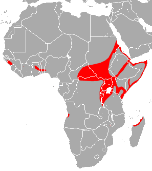File:African Sheath-Tailed Bat area.png