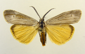 <i>Afrocoscinia</i> Genus of moths