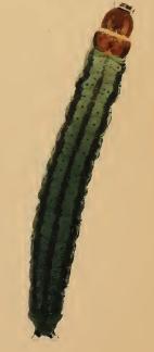 File:Agonopterix pallorella larva.JPG
