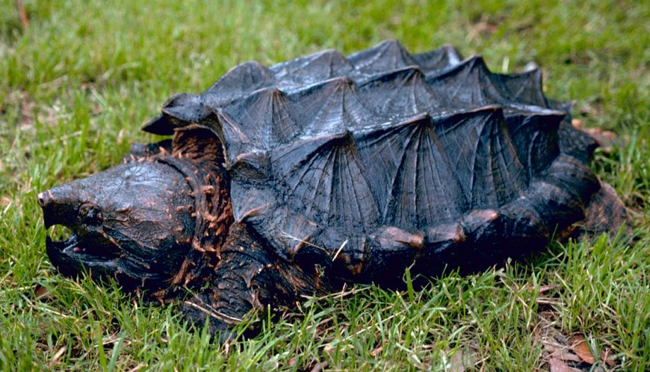 How Old Do Alligator Snapping Turtles Get?