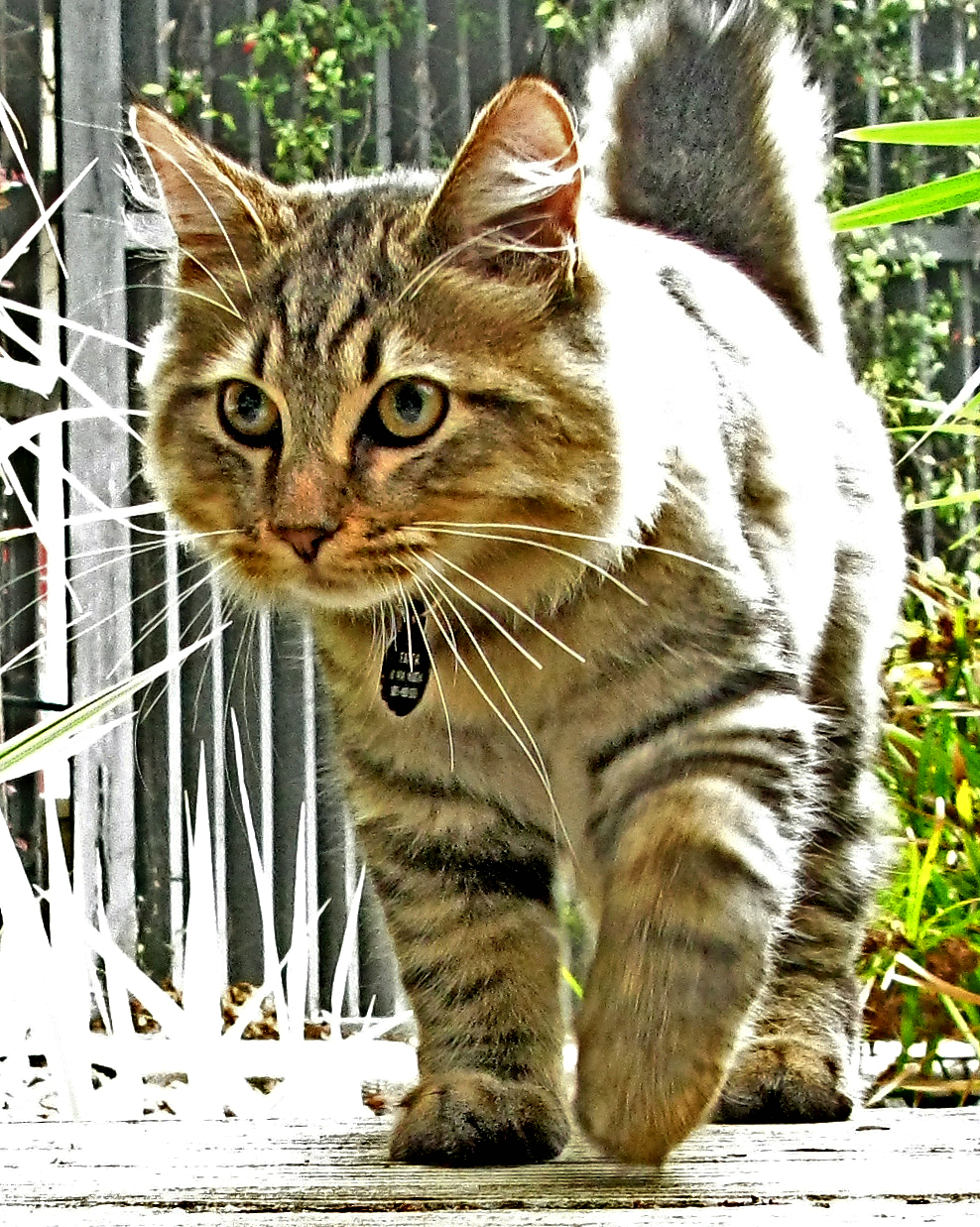 Kucing ekor kontot Amerika - Wikipedia Bahasa Melayu, ensiklopedia 