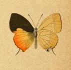 <i>Anthene juba</i> Species of butterfly