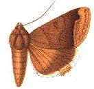 <i>Ophiusa tumidilinea</i> Species of moth
