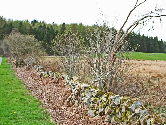 File:Approaching Penninghame Forest - geograph.org.uk - 163006.jpg