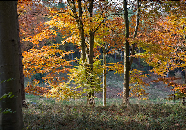 File:Autumn Beech leaves in Hen Wood - geograph.org.uk - 604394.jpg