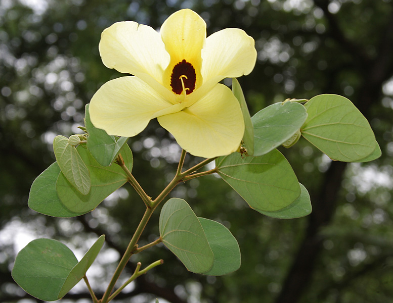 File:Bauhinia tomentosa (Camel foot tree) in Hyderabad, AP W IMG 9479.jpg