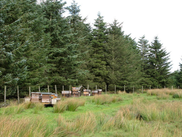 File:Beehives in Fell Plantation - geograph.org.uk - 548794.jpg