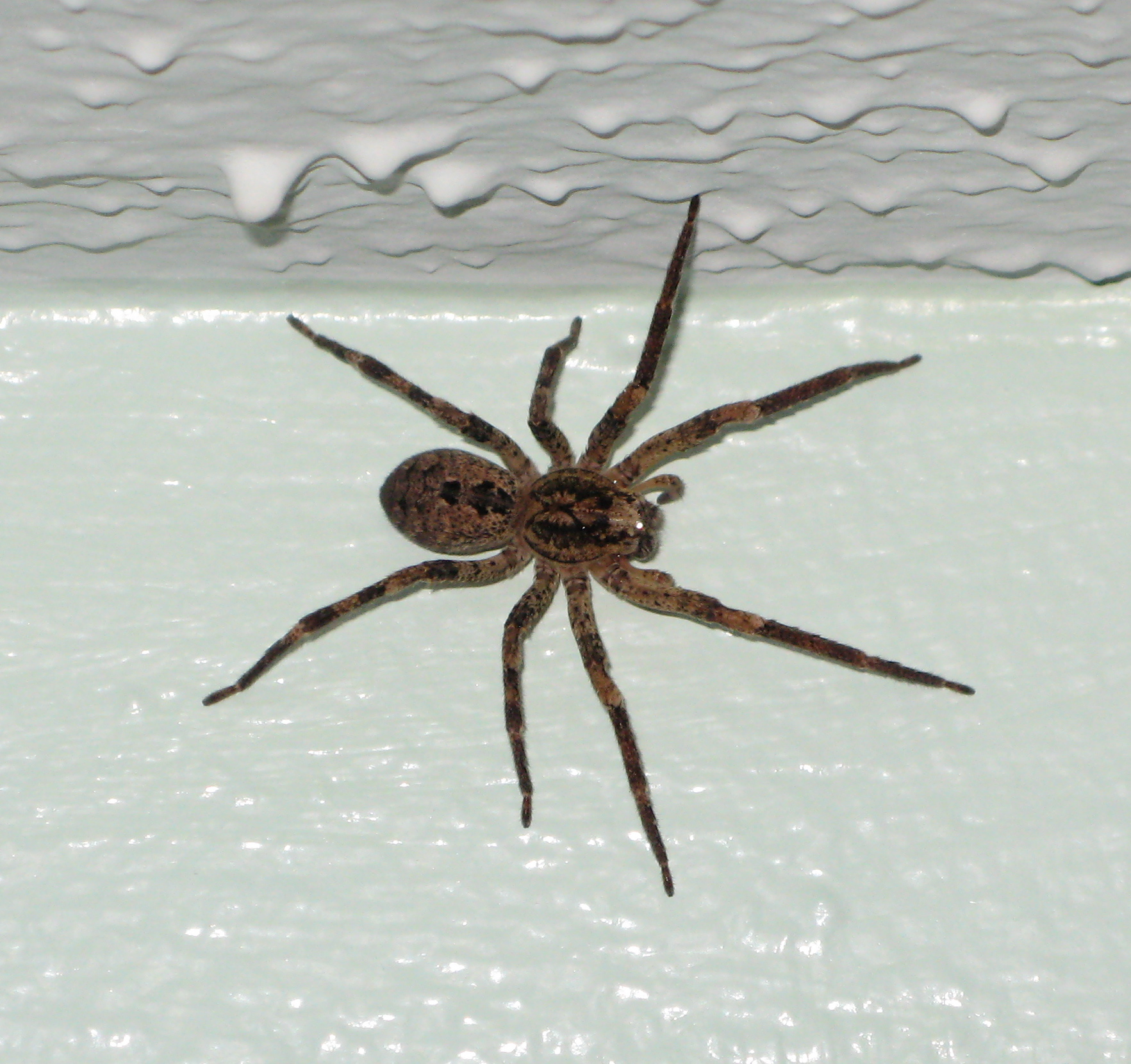 Паук фулл. Паук Zoropsis spinimana. Паук Lycosa Rabida. Пауки в Калифорнии. Ядовитые пауки Калифорнии.