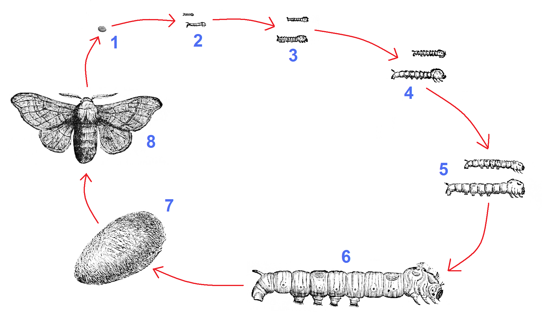 Adult moths of mulberry silk worm Bombyx mori. | Download Scientific Diagram