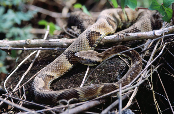 Jararaca - Bothrops jararaca - serpente venenosa - InfoEscola