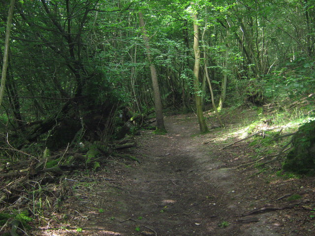 File:Bridleway in Spuckles Wood - geograph.org.uk - 1376544.jpg