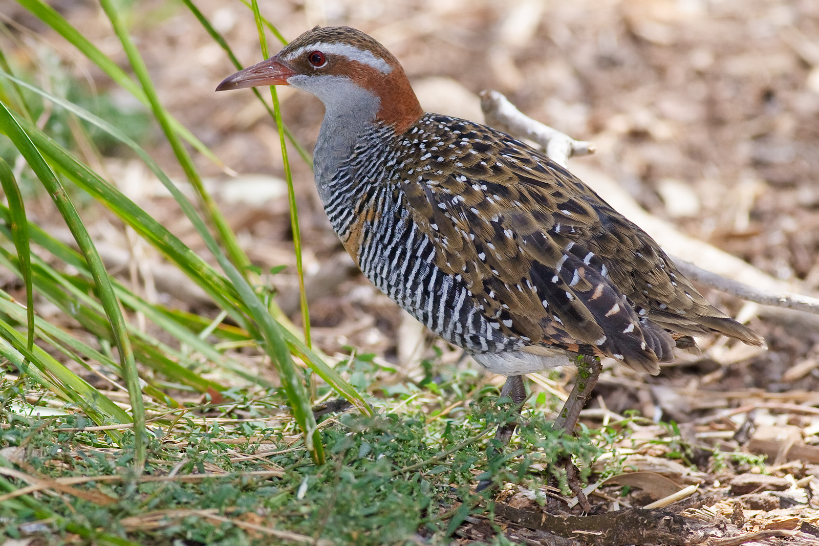 Buff-banded rail FileBuff banded railjpg Wikimedia Commons