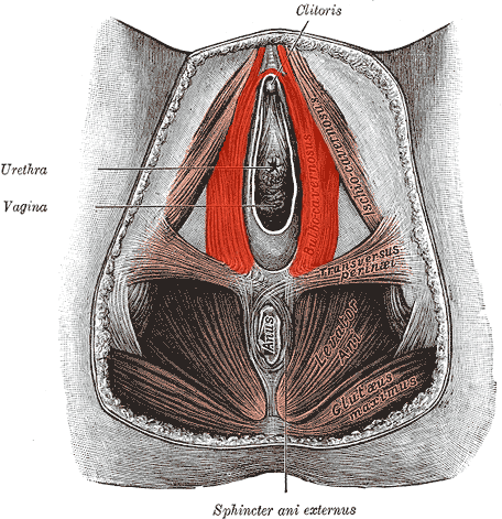 File:Bulbospongiosus-Female.png