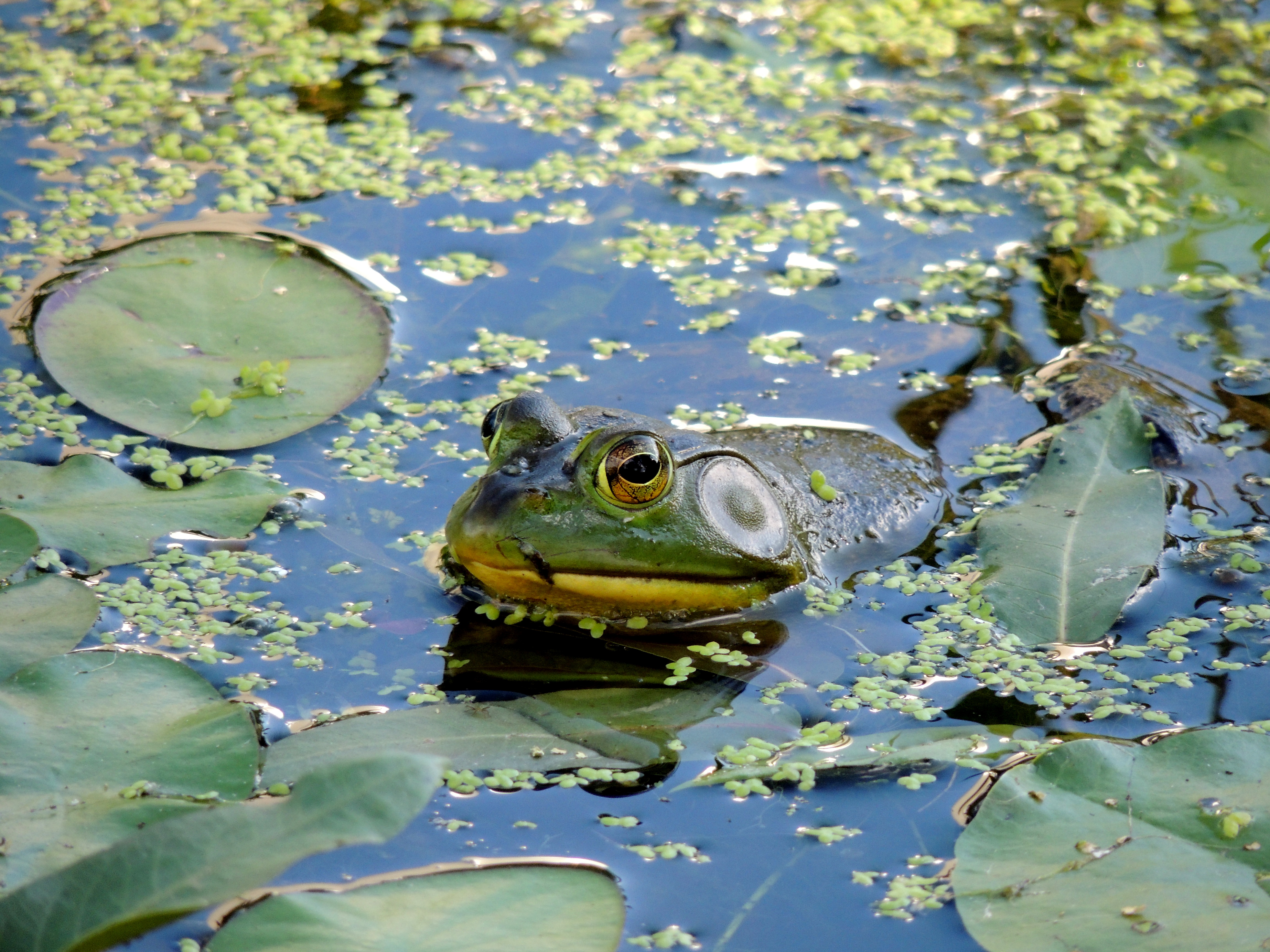 Rana catesbeiana