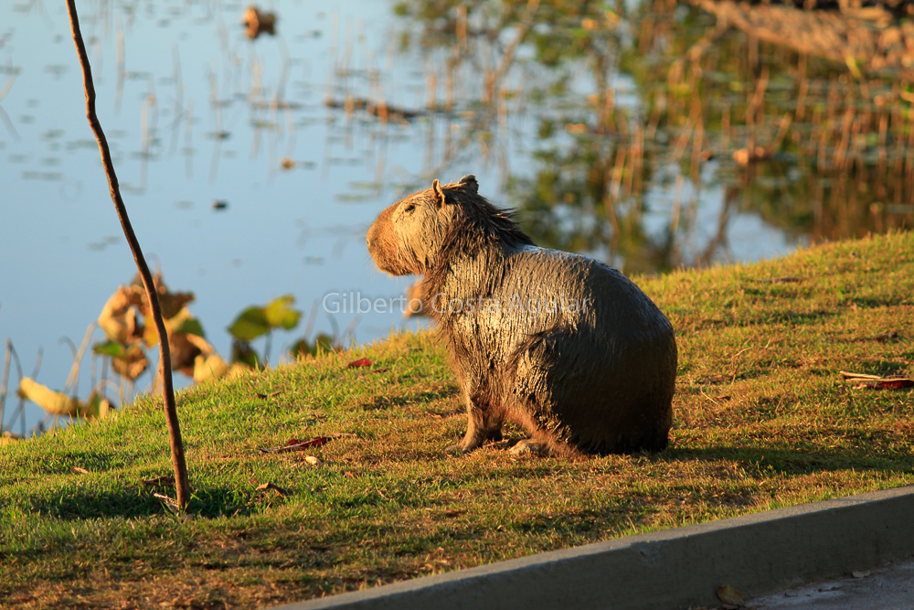 Uma capivara dormido - iFunny Brazil