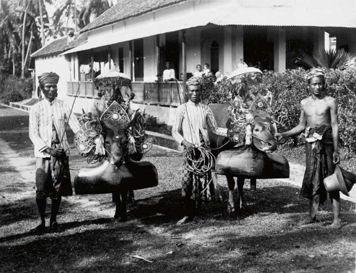 File:COLLECTIE TROPENMUSEUM Mannen met runderen opgetuigd voor de stierenrennen TMnr 60017270.jpg