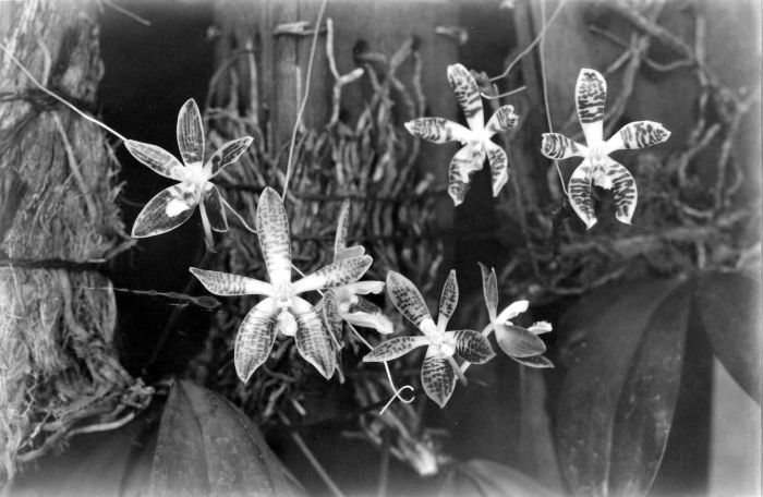 File:COLLECTIE TROPENMUSEUM Phalaenopsis Sumatrana variëteiten TMnr 10006312.jpg