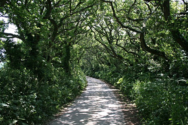 File:Canopy of Oak above the Road - geograph.org.uk - 186095.jpg