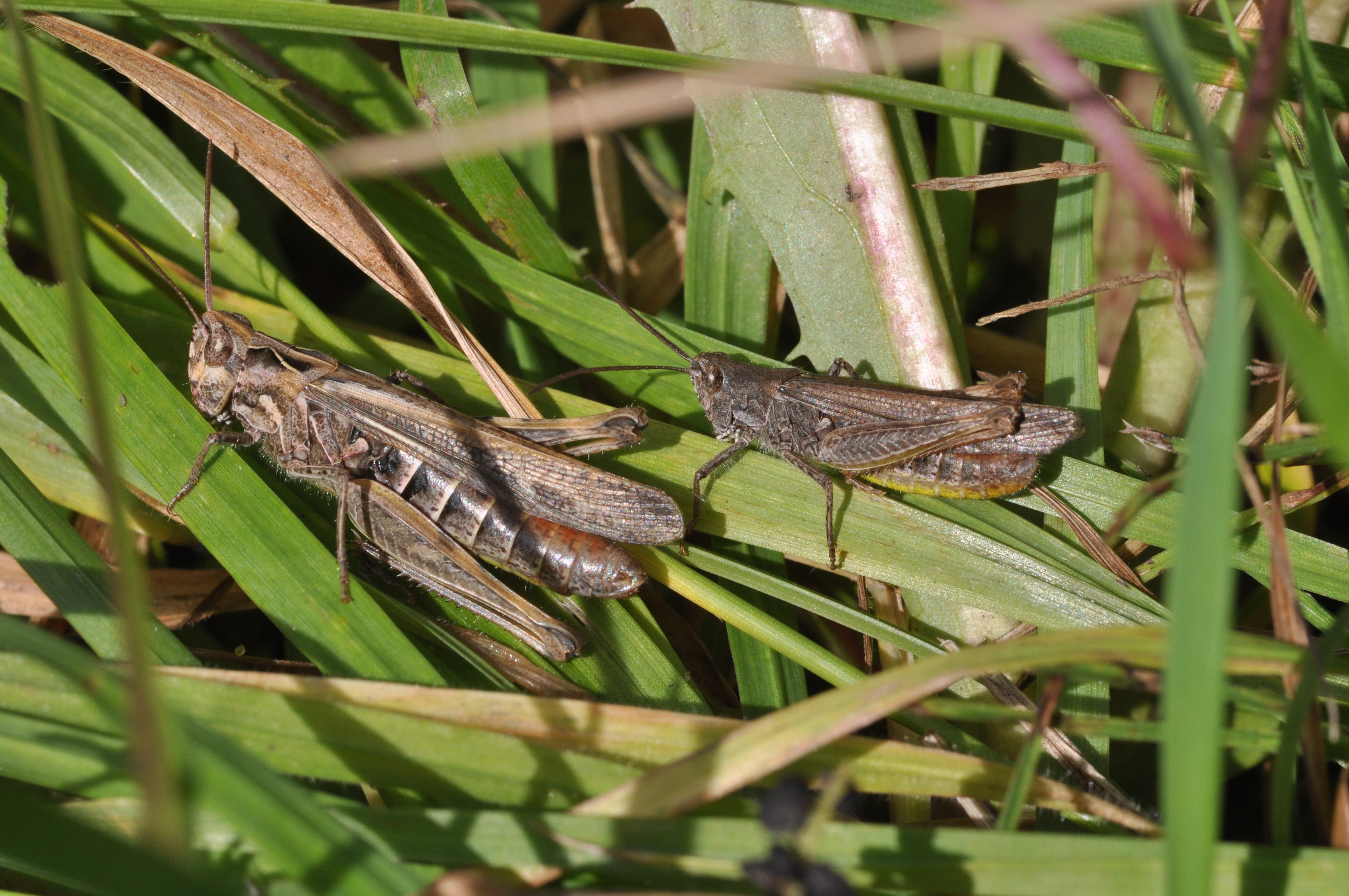 Этномолог. Chorthippus montanus. Parandra brunneus. Chorthippus hammarstroemi. Chorthippus karelini.