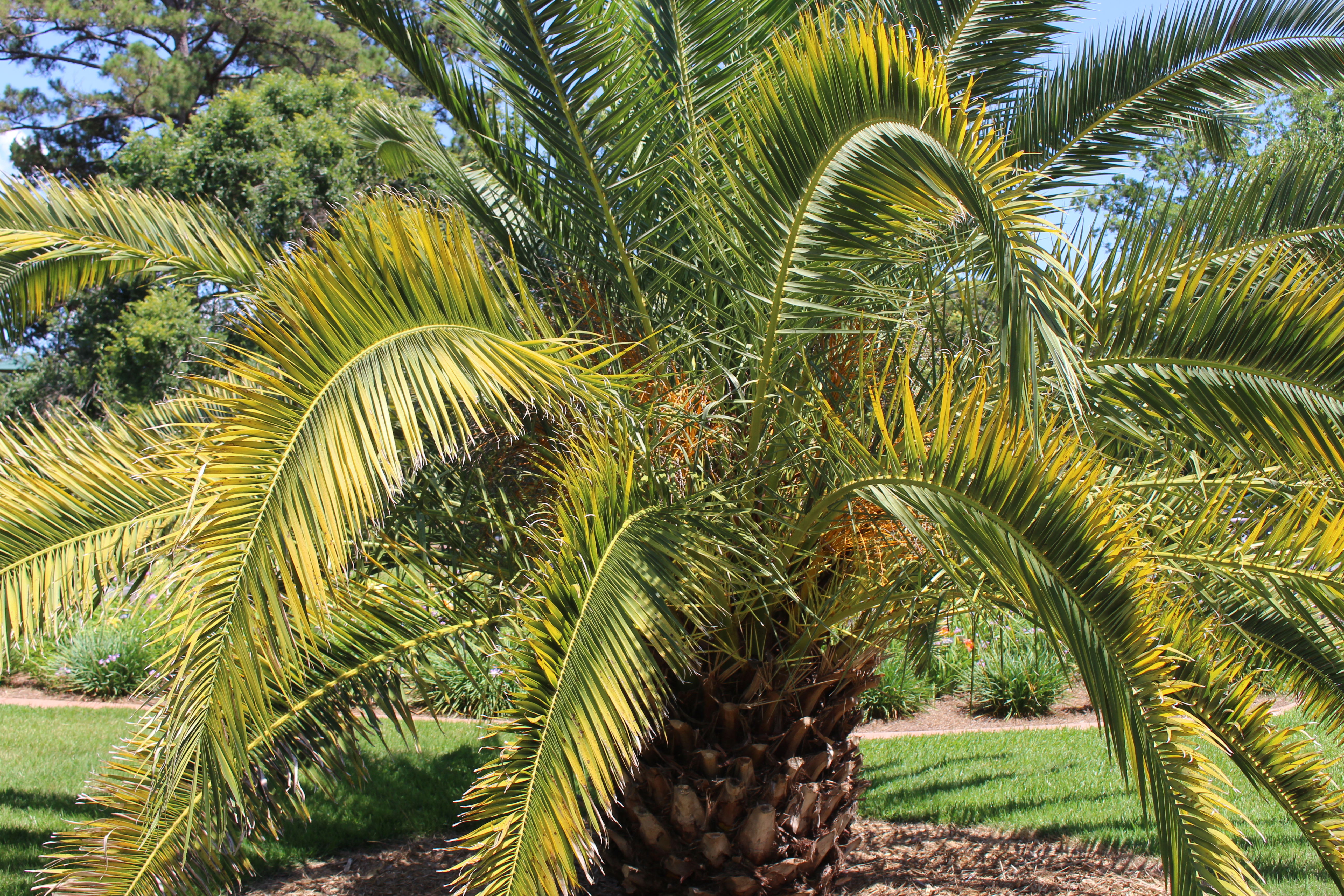 File Coastal Georgia Botanical Gardens Canary Island Data Palm