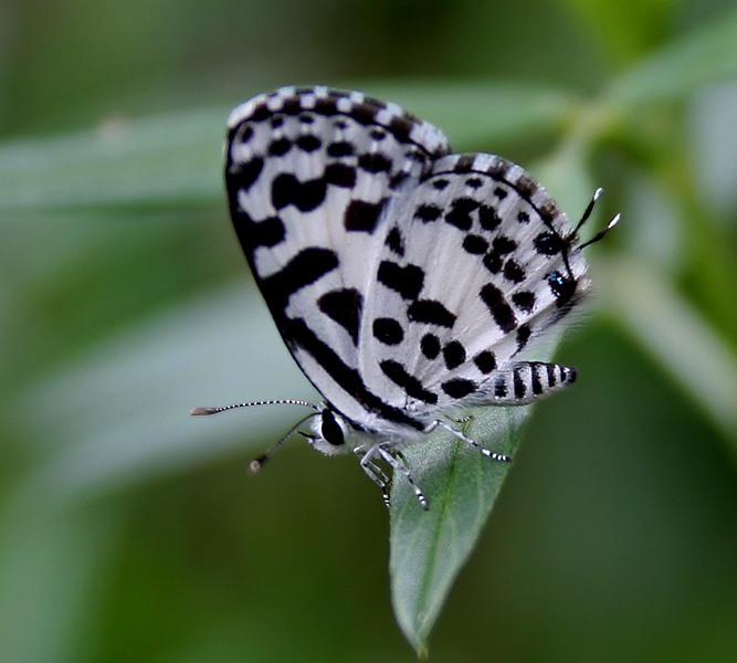 File:Common Peirrot (Castalius rosimon) in Talakona forest, AP W IMG 8596.jpg