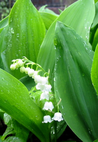 File:Convallaria majalis l.jpg