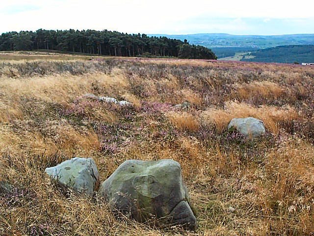 File:Cup marked rock, Bingley Moor - geograph.org.uk - 44666.jpg