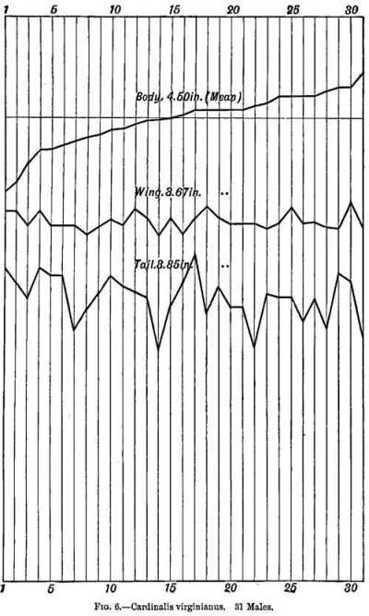 Fig 6.—Cardinalis virginianus. 31 Males.