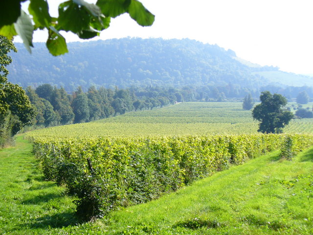 Denbies Vineyard - geograph.org.uk - 971532