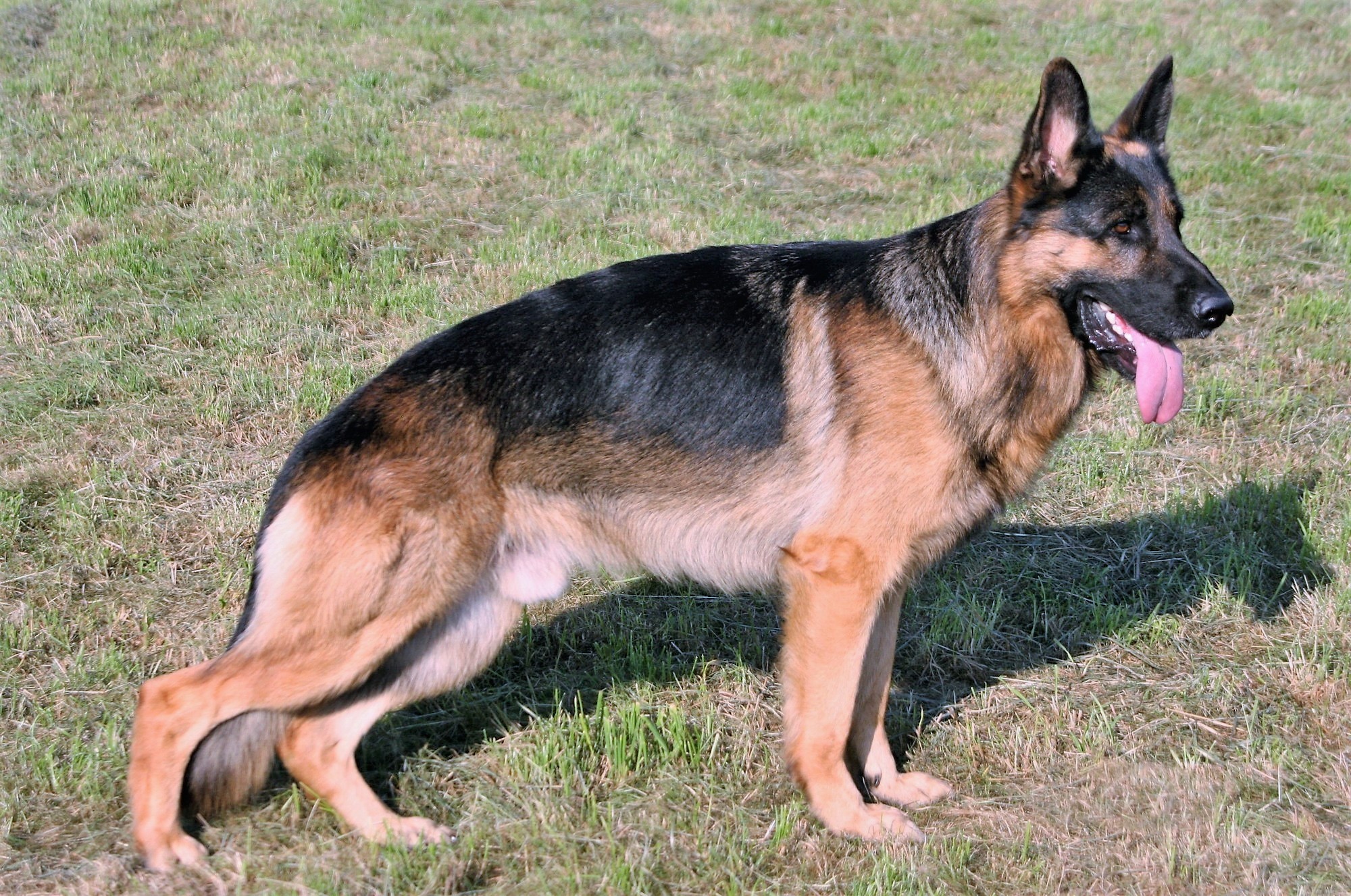 Ongebruikt German Shepherd Dog - Wikimedia Commons DF-62