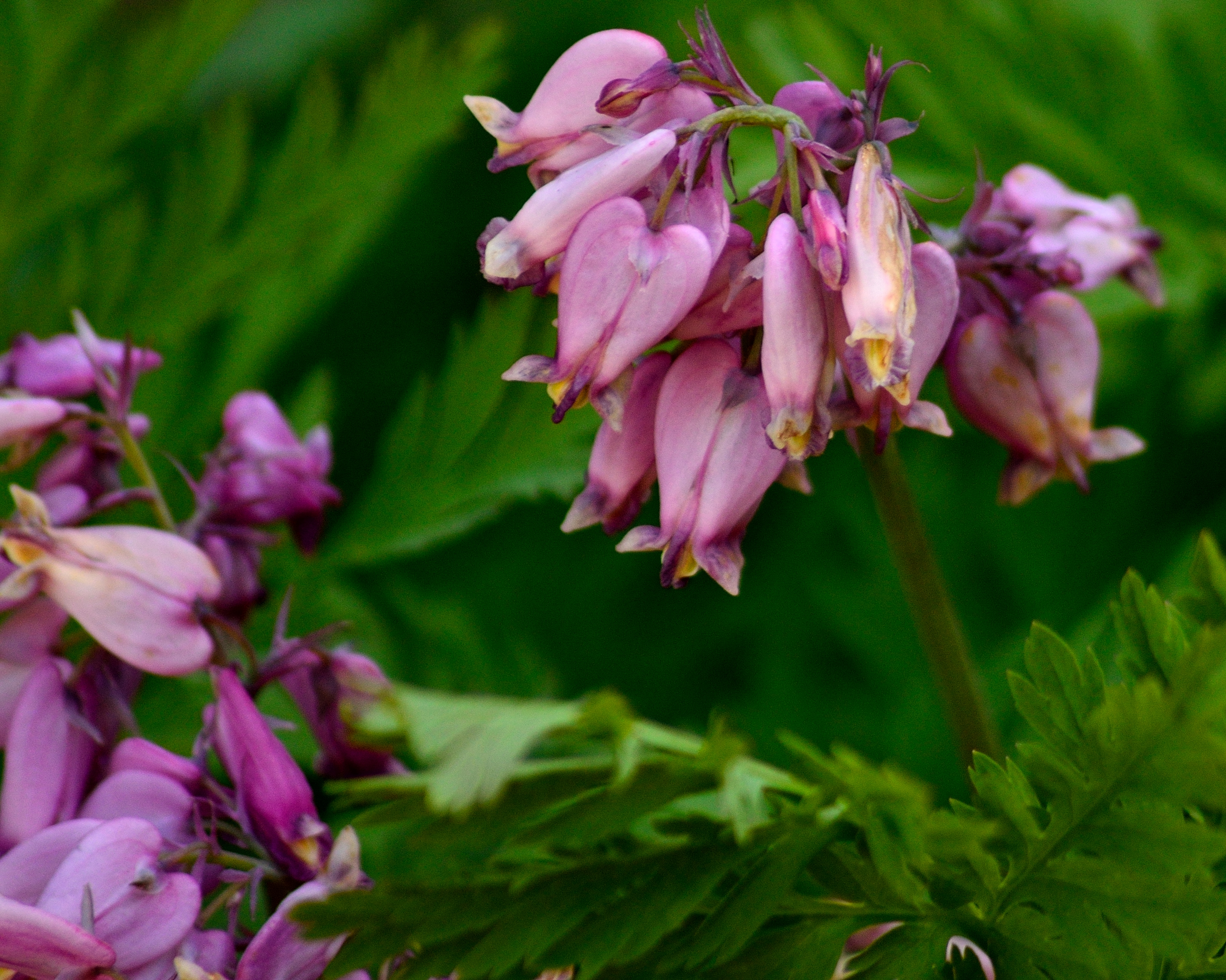 Kuvahaun tulos haulle Dicentra formosa