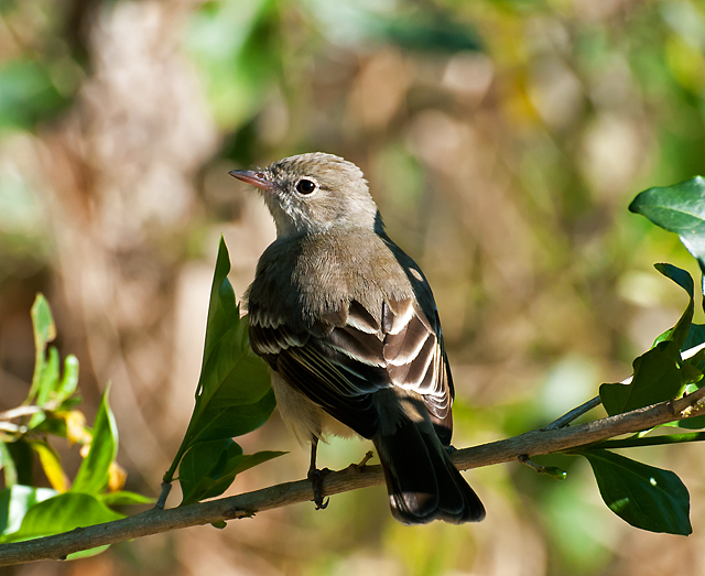 Elaenia parvirostris -Piraju, Sao Paulo, Brazil-8